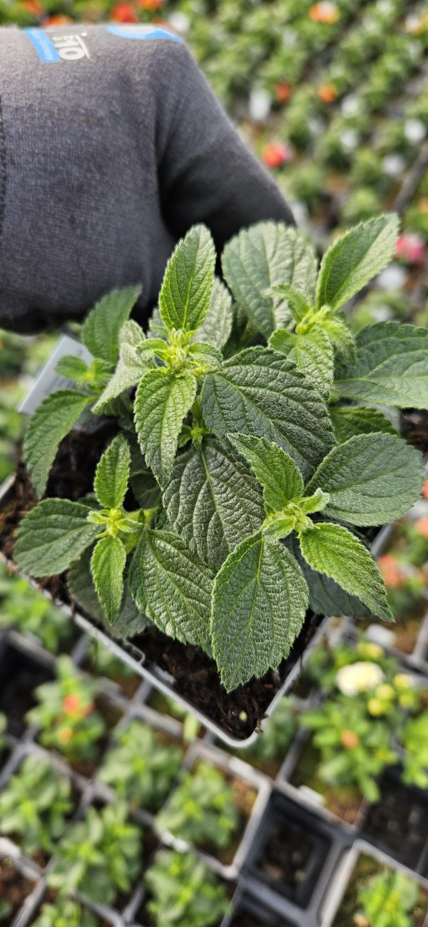 Lantana x hybrida Evita 'Rose'