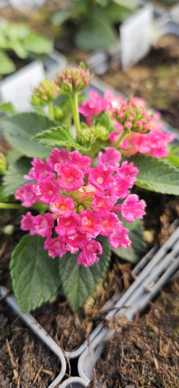Lantana x hybrida Evita 'Rose'