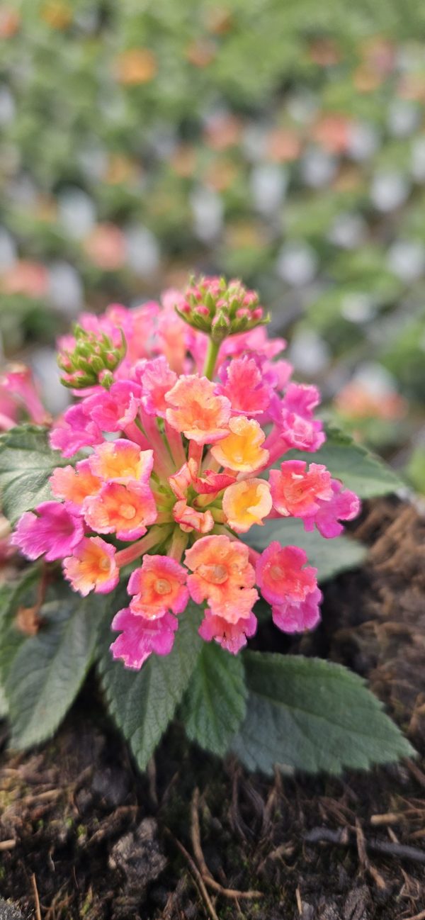 Lantana x hybrida Evita 'Rose'