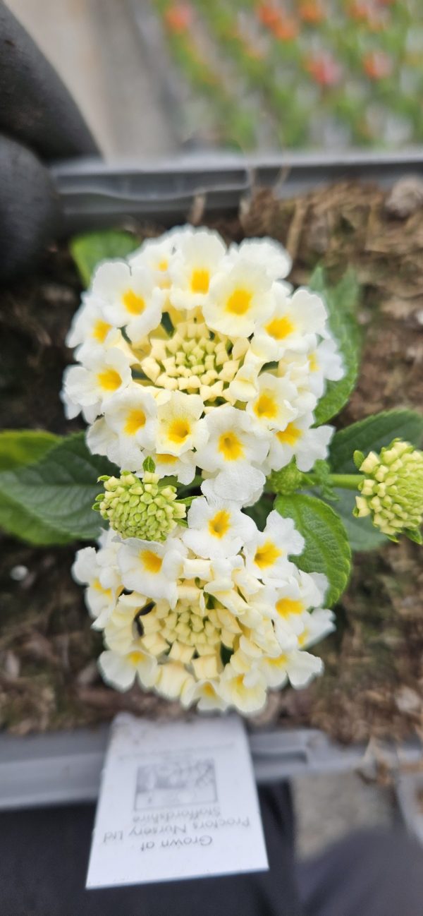 Lantana x hybrida Evita 'White'