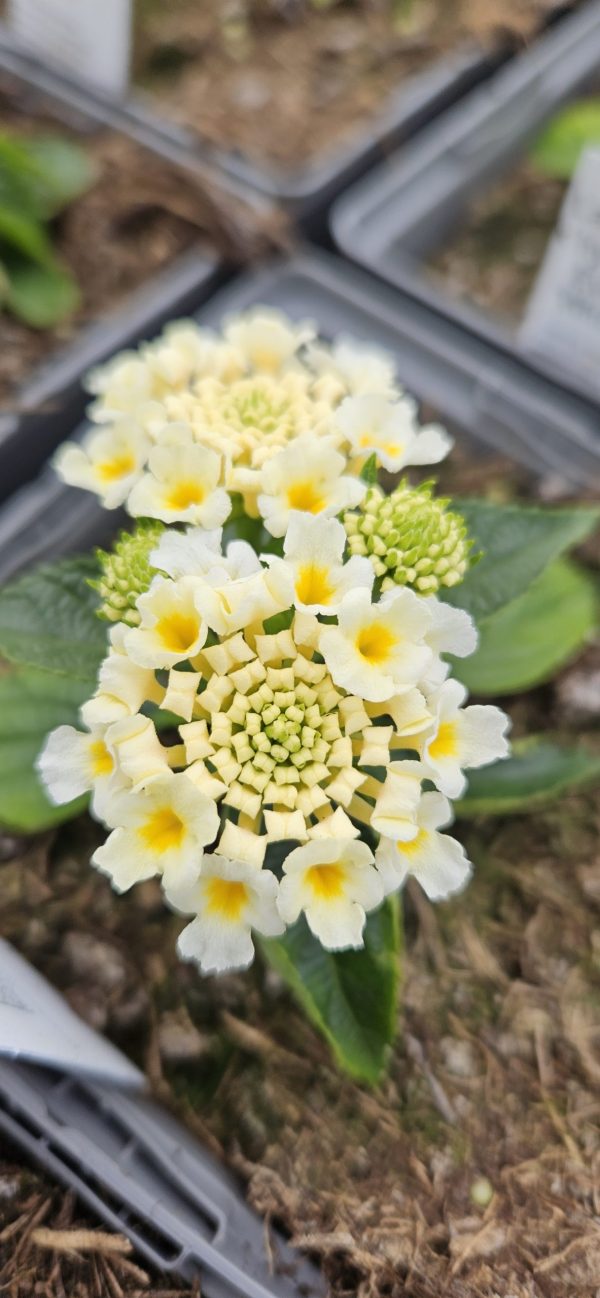 Lantana x hybrida Evita 'White'