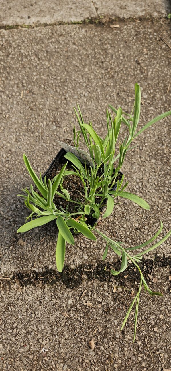 Lathyrus Latifolius 'Rosa Perle' Pink Pearl