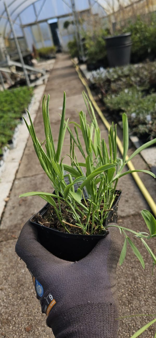 Lathyrus Latifolius 'Rosa Perle' Pink Pearl