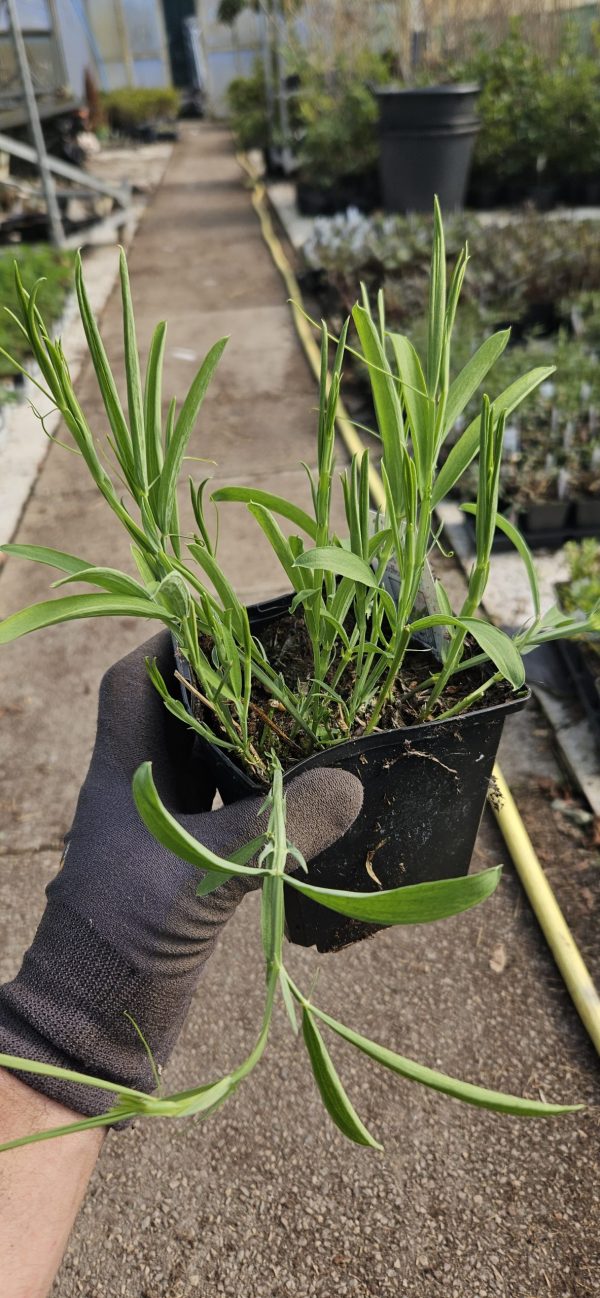 Lathyrus Latifolius 'Rosa Perle' Pink Pearl