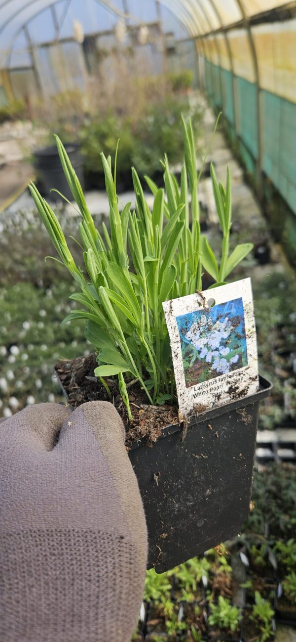 Lathyrus latifolius 'White Pearl' Weisse Perle Lathyrus latifolius 'White Pearl' Weisse Perle