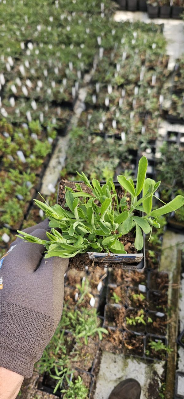 Lathyrus latifolius 'White Pearl' Weisse Perle2 Lathyrus latifolius 'White Pearl' Weisse Perle