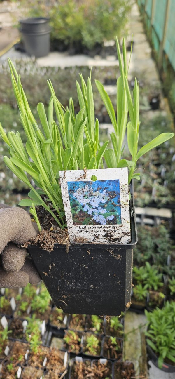 Lathyrus latifolius 'White Pearl' Weisse Perle3 Lathyrus latifolius 'White Pearl' Weisse Perle