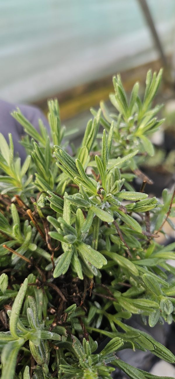 Lavandula 'Essence Purple'