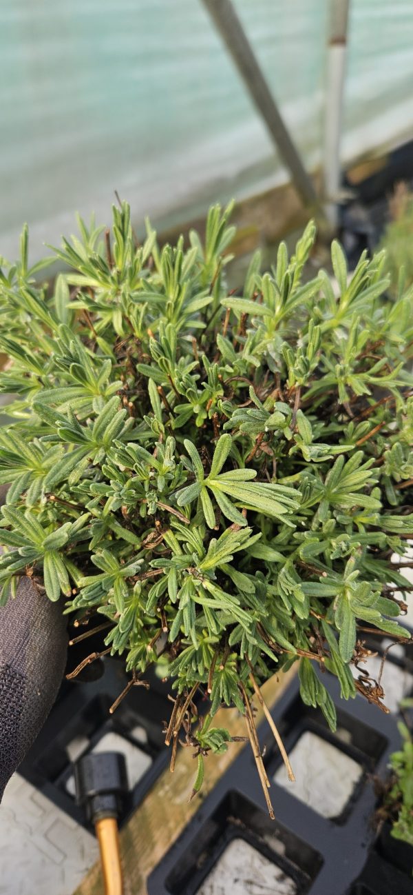 Lavandula 'Essence Purple'