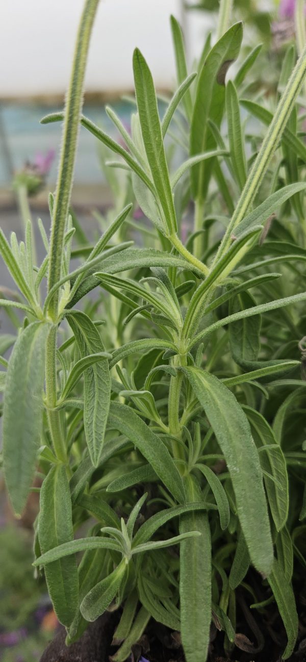 Lavandula stoechas Butterfly Garden 'Pink Summer'