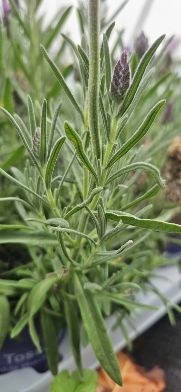 Lavandula stoechas Butterfly Garden 'Twin Summer'