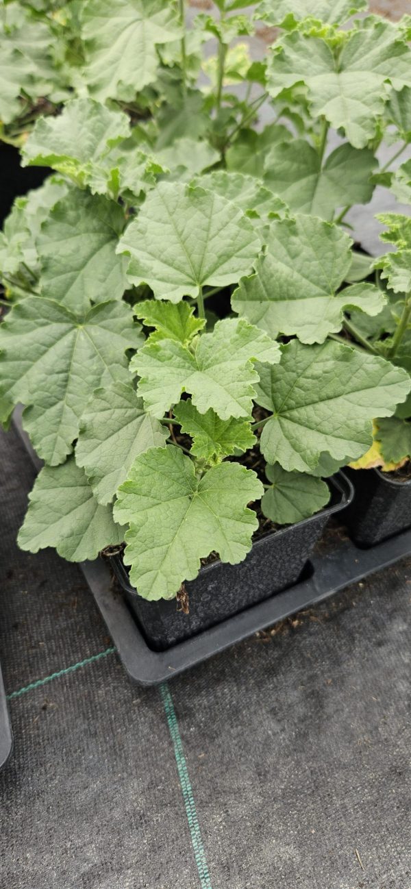 Lavatera 'Marshmallow Ice White' Lavatera 'Marshmallow Ice White'