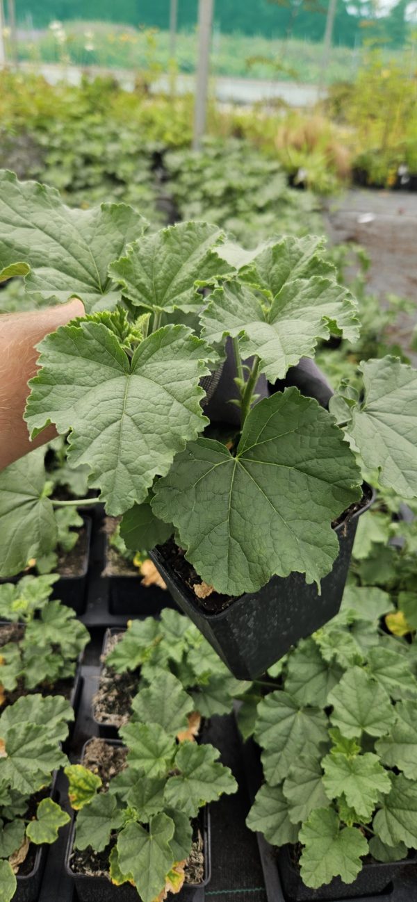 Lavatera 'Marshmallow Ice White'2 Lavatera 'Marshmallow Ice White'