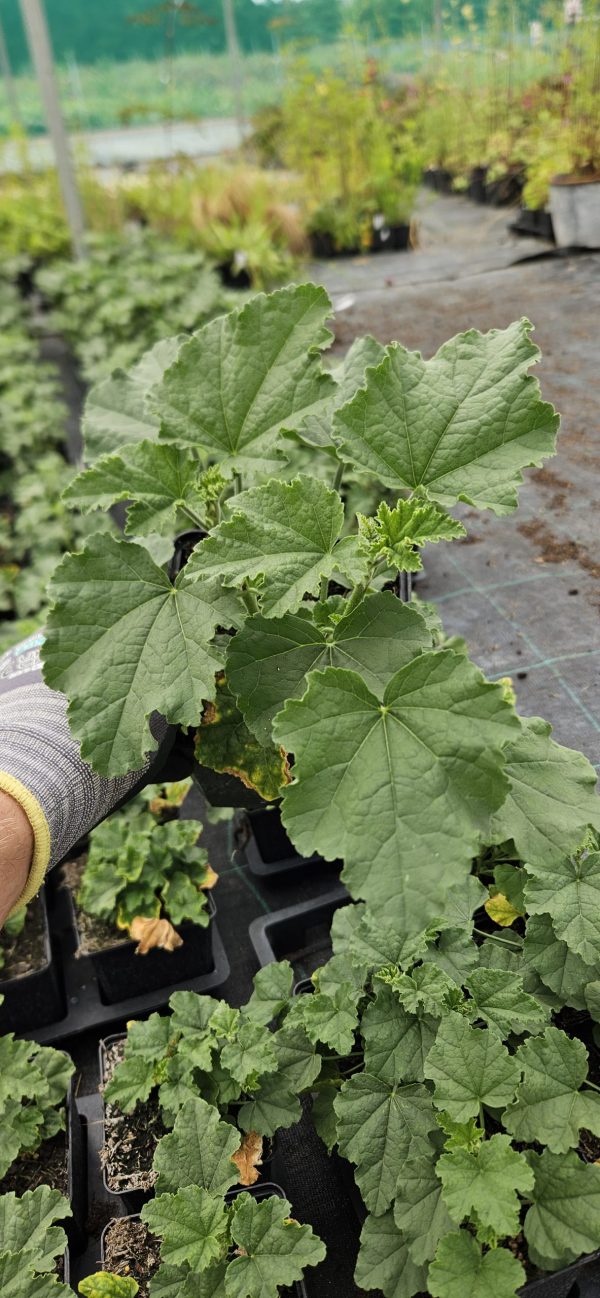 Lavatera 'Marshmallow Ice White'3 Lavatera 'Marshmallow Ice White'