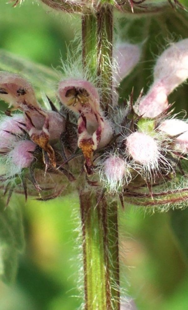 Leonurus cardiaca Leonurus cardiaca