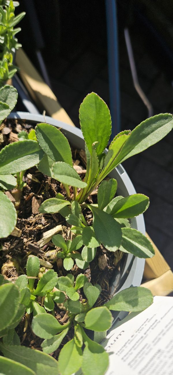 Leucanthemum 'Becky'