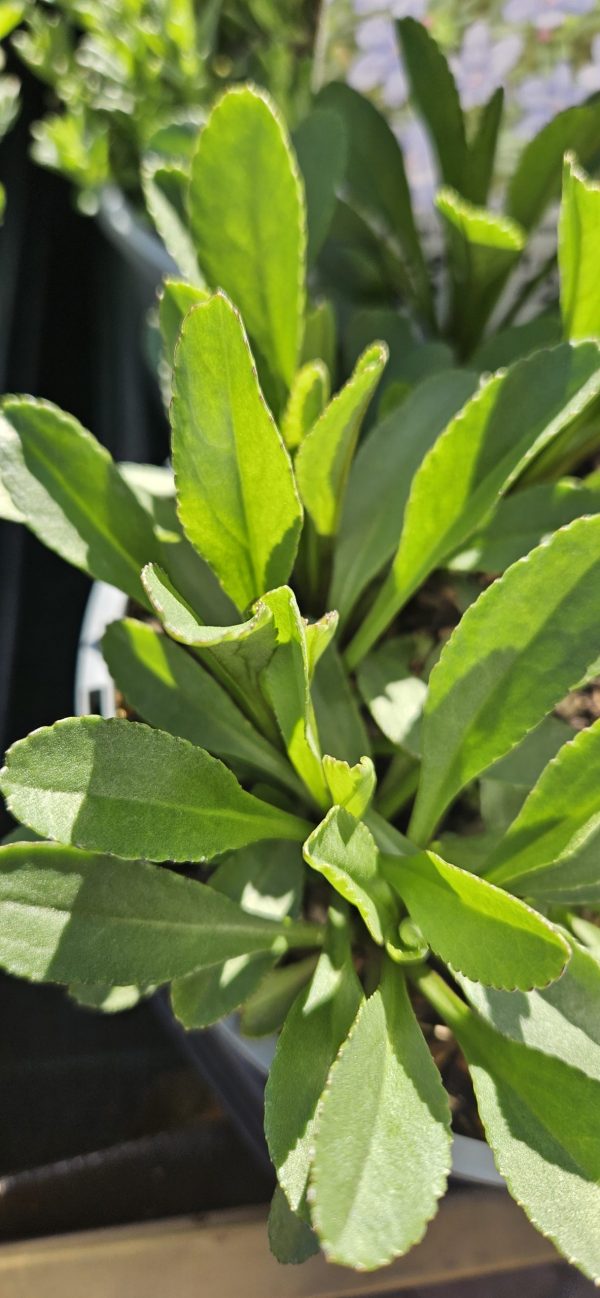Leucanthemum 'Becky'