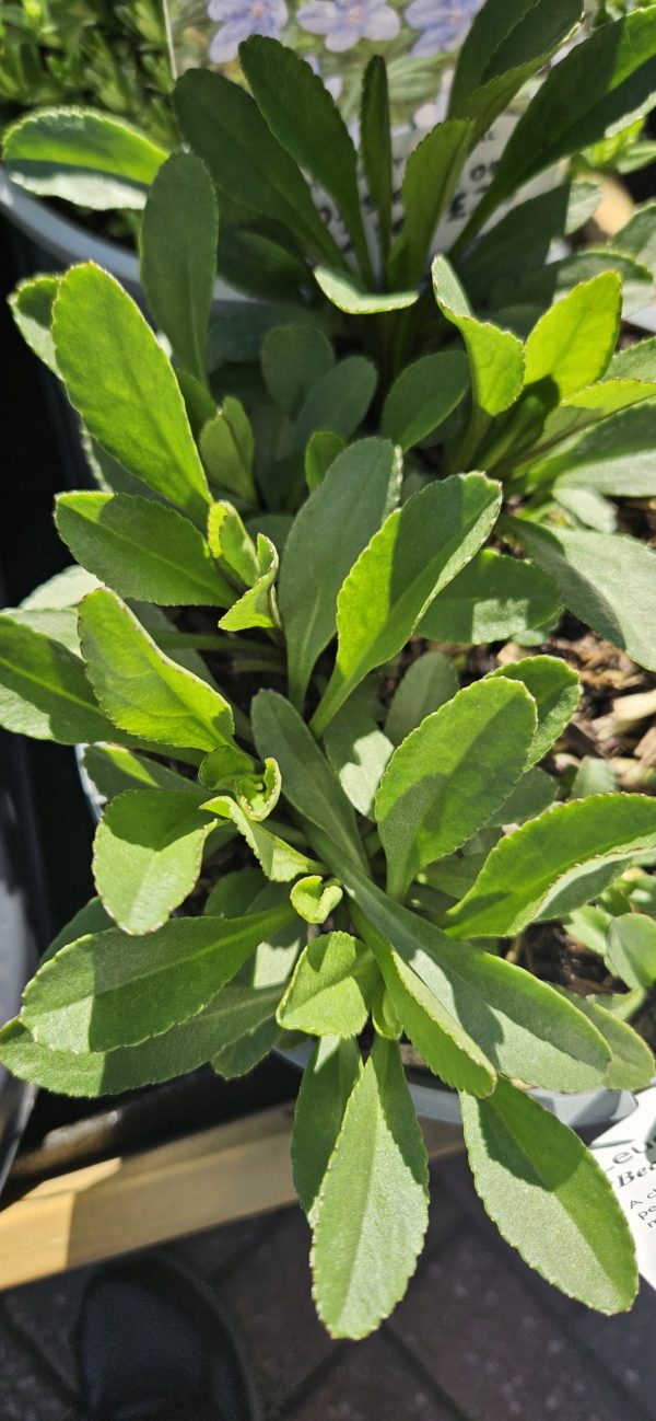 Leucanthemum 'Becky'