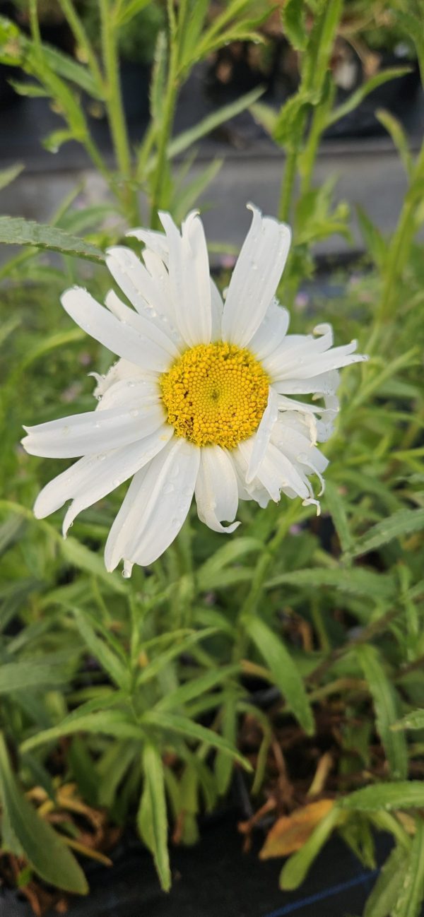 Leucanthemum x superbum 'Alaska'