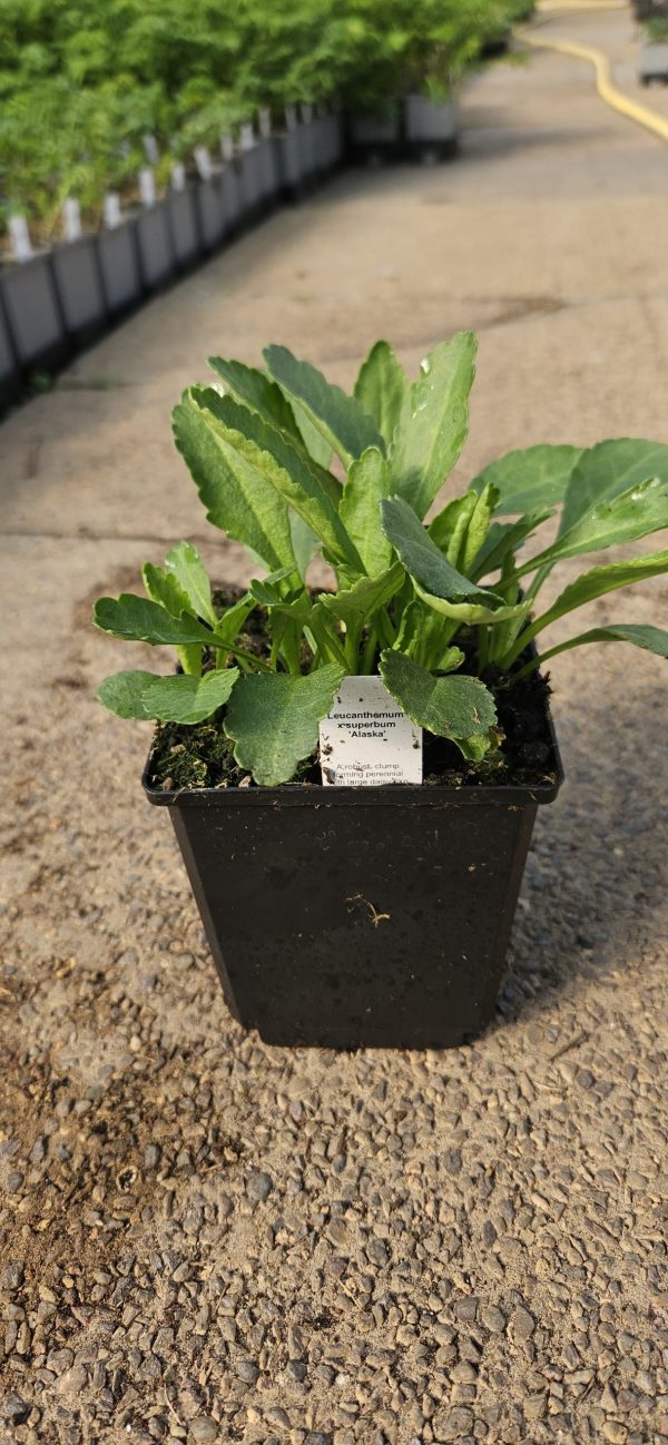 Leucanthemum x superbum 'Alaska'