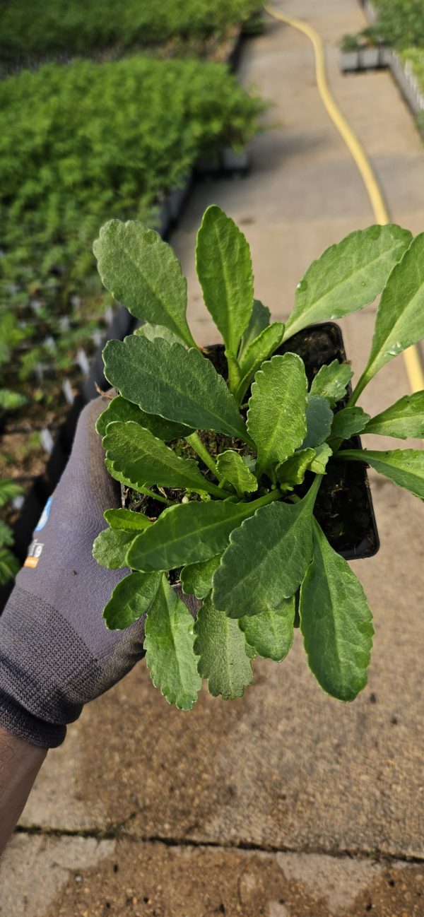 Leucanthemum x superbum 'Alaska'