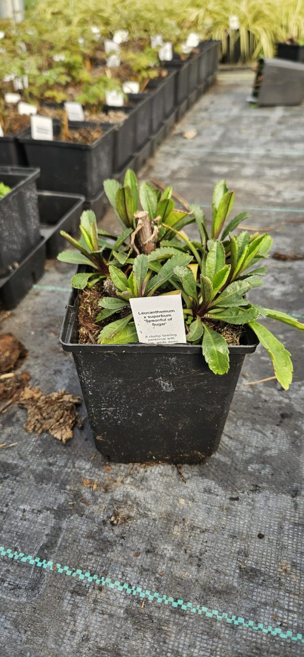 Leucanthemum x superbum 'Spoonful of Sugar'