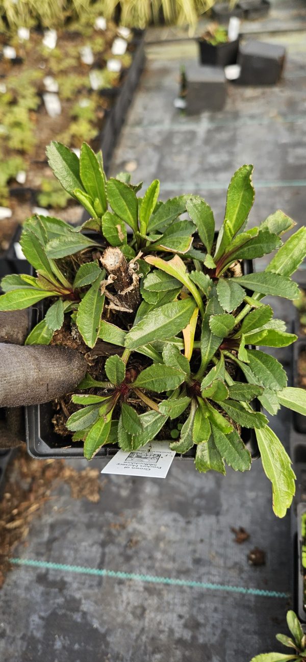 Leucanthemum x superbum 'Spoonful of Sugar'