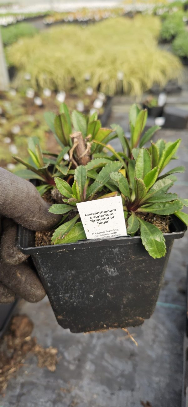 Leucanthemum x superbum 'Spoonful of Sugar'