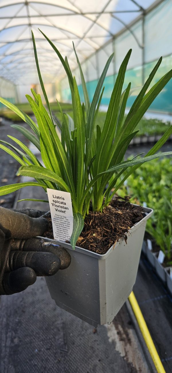 Liatris spicata 'Floristan Violet'