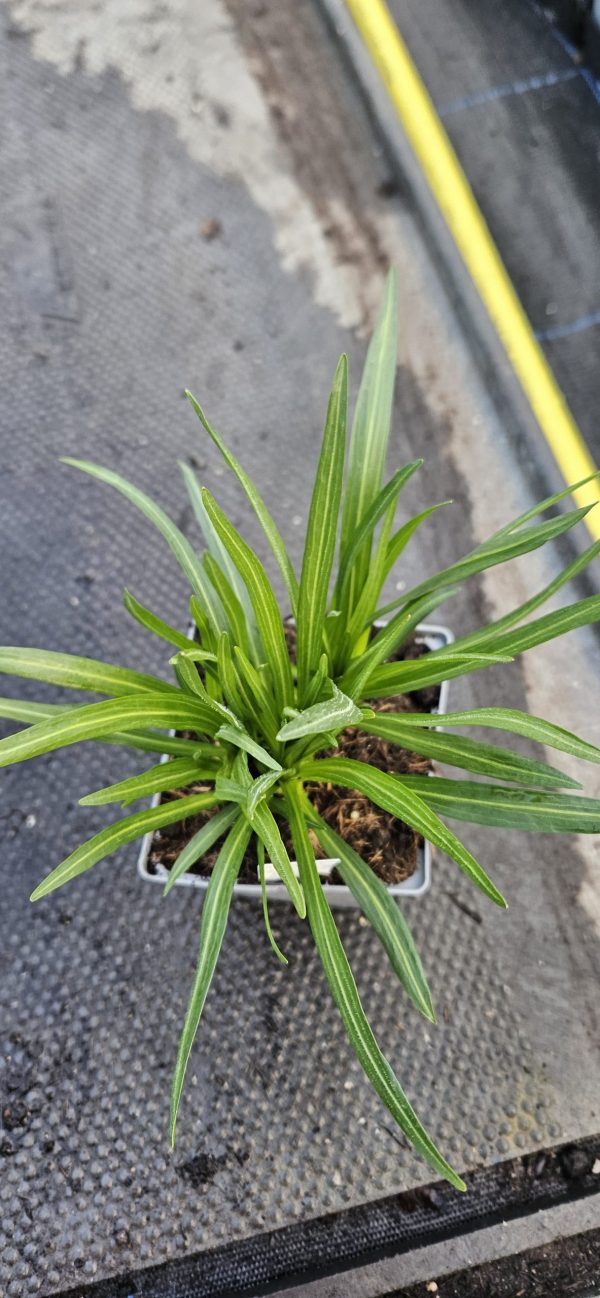 Liatris spicata 'Floristan Violet'