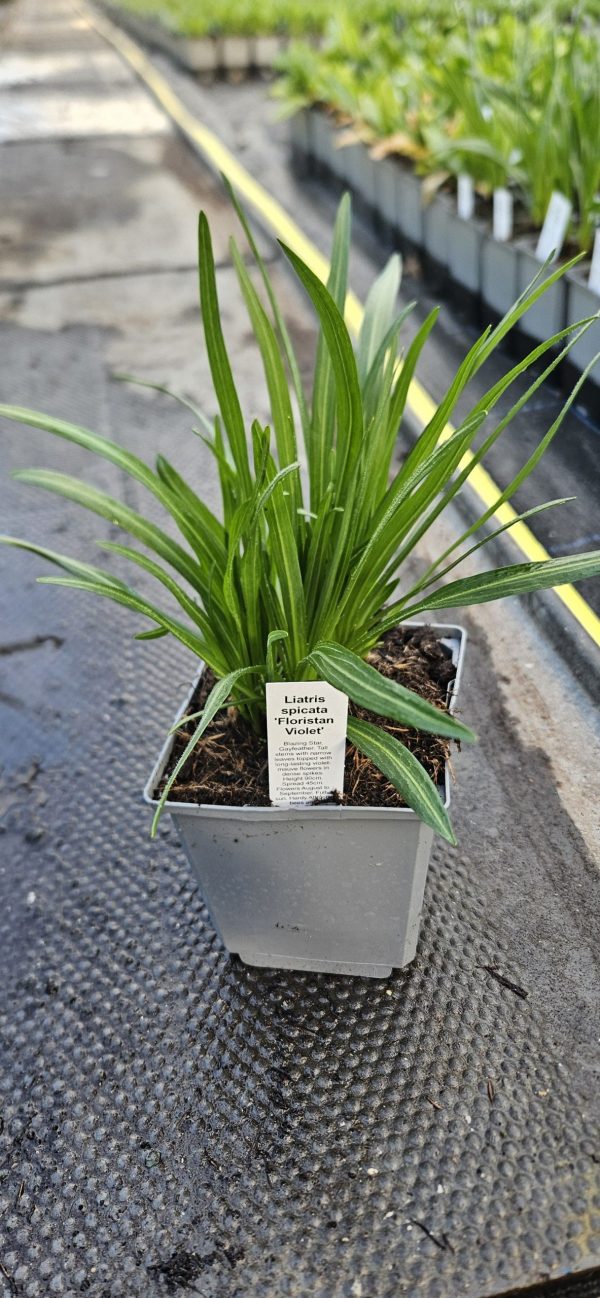 Liatris spicata 'Floristan Violet'