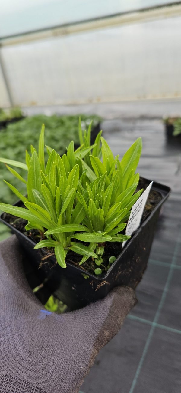 Liatris spicata 'Kobold'