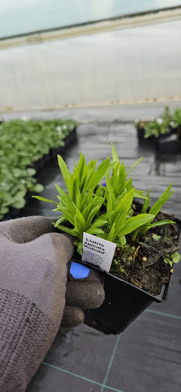 Liatris spicata 'Kobold'
