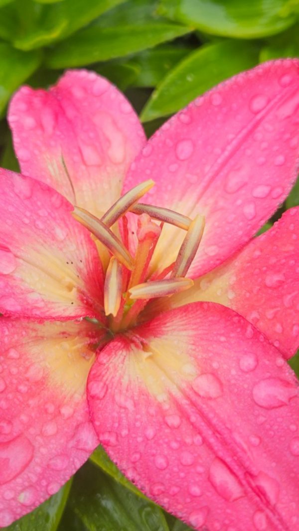Lilium 'Fantasiatic Pink' Lilium 'Fantasiatic Pink'