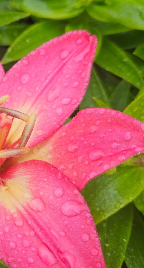 Lilium 'Fantasiatic Pink'2 Lilium 'Fantasiatic Pink'