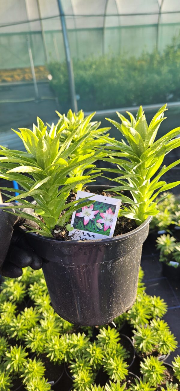 Lilium 'Lollypop'