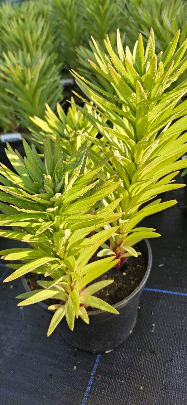 Lilium 'Pixie Orange' Lilium 'Pixie Orange'