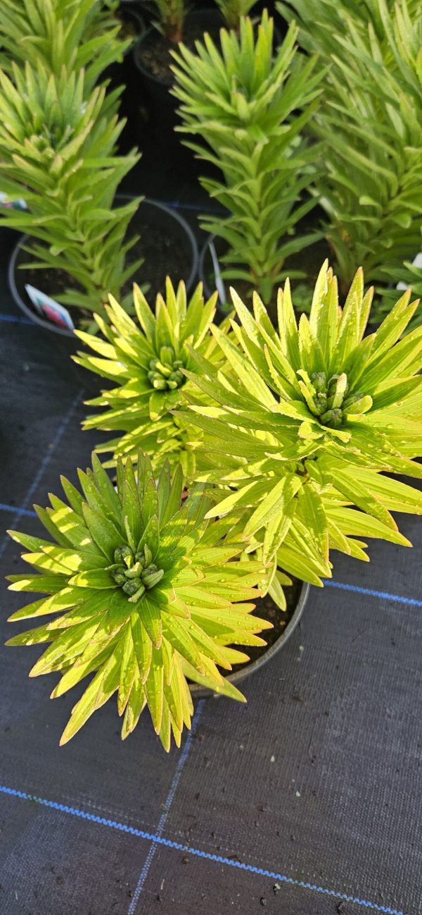 Lilium 'Pixie Orange'2 Lilium 'Pixie Orange'