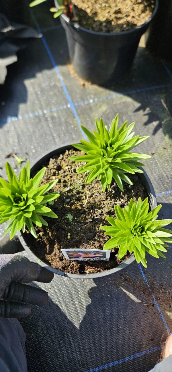 Lilium 'Pixie Pink' Lilium 'Pixie Pink'