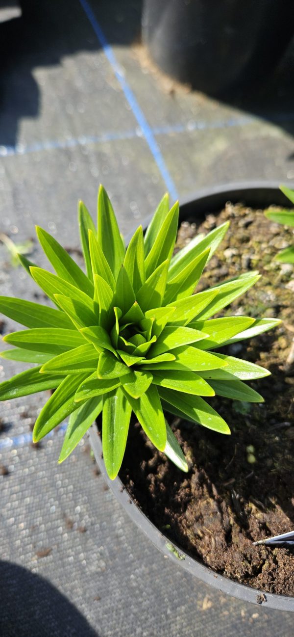 Lilium 'Pixie Pink'2 Lilium 'Pixie Pink'