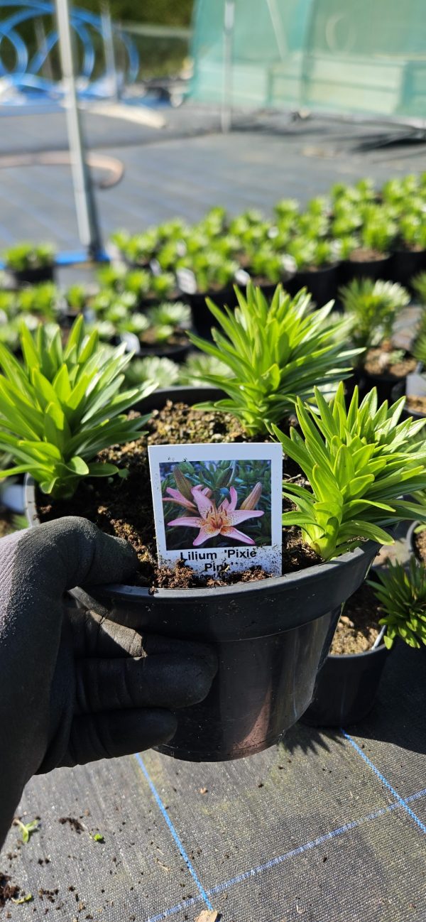 Lilium 'Pixie Pink'3 Lilium 'Pixie Pink'