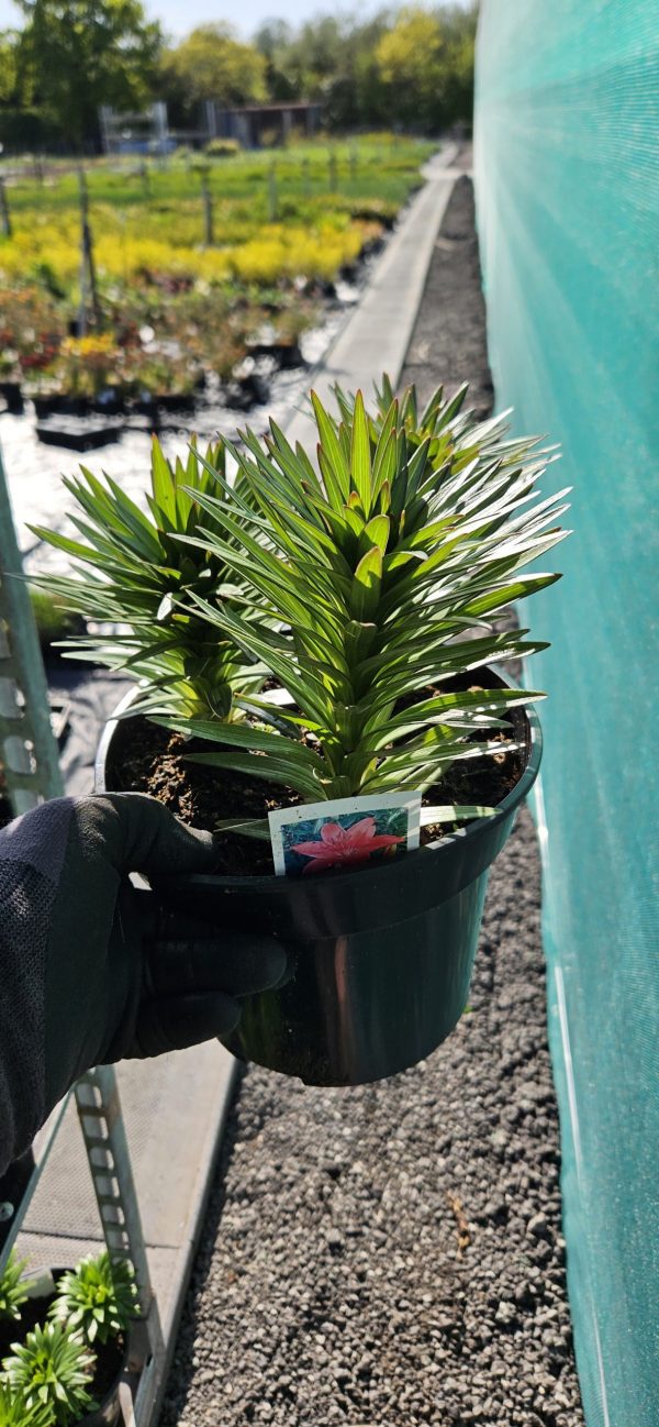 Lilium 'Pixie Red'
