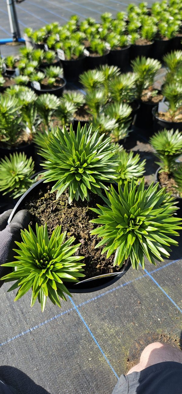 Lilium 'Pixie Yellow'