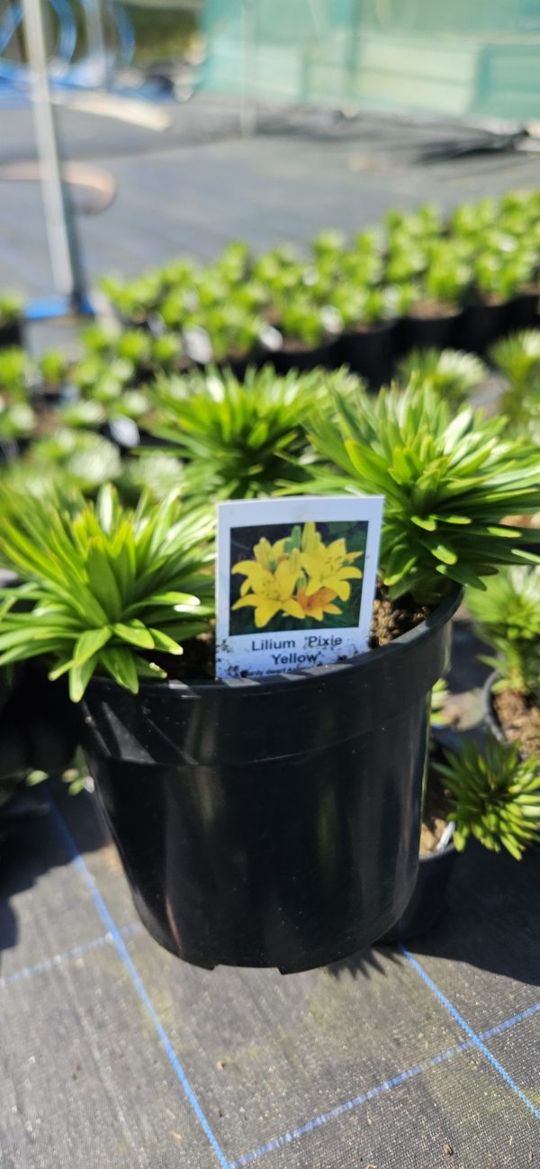 Lilium 'Pixie Yellow'