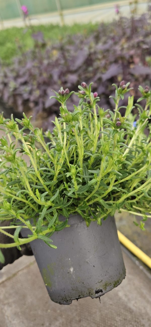 Lithodora diffusa 'Blue Star'