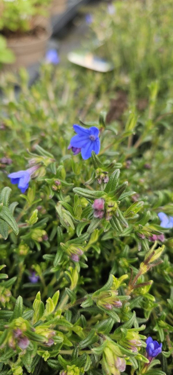 Lithodora diffusa 'Heavenly Blue'