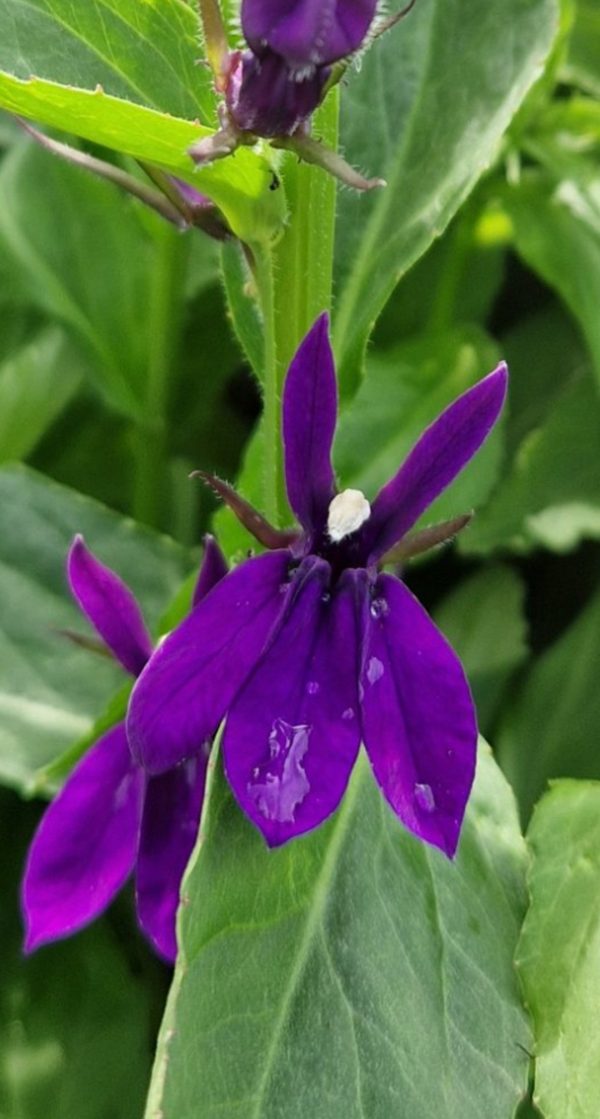 Lobelia 'Fan Blue'