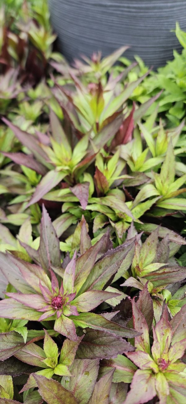 Lobelia 'Starship Scarlet' Lobelia 'Starship Scarlet'