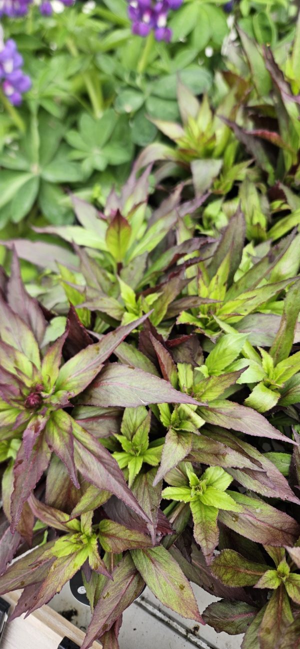Lobelia 'Starship Scarlet'2 Lobelia 'Starship Scarlet'
