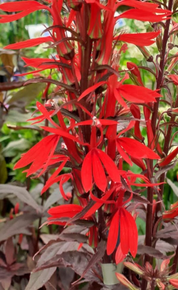 Lobelia cardinalis 'Chocolate Truffles' Lobelia cardinalis 'Chocolate Truffles'